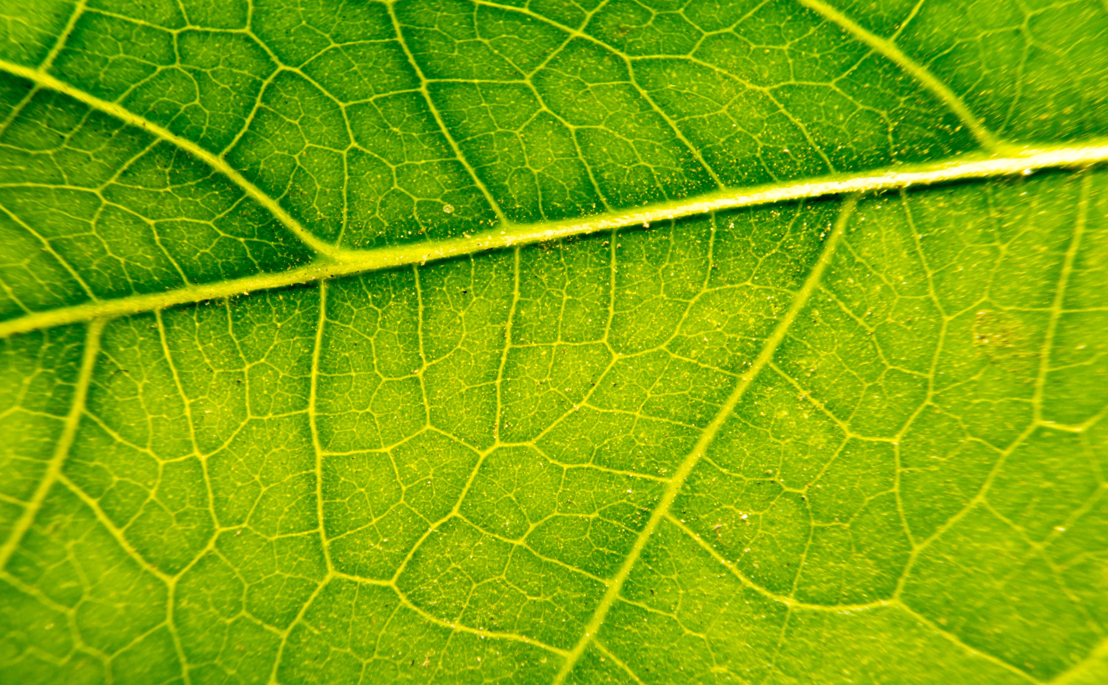 Stem Cell Tenser (Non Frozen) - Ampoule